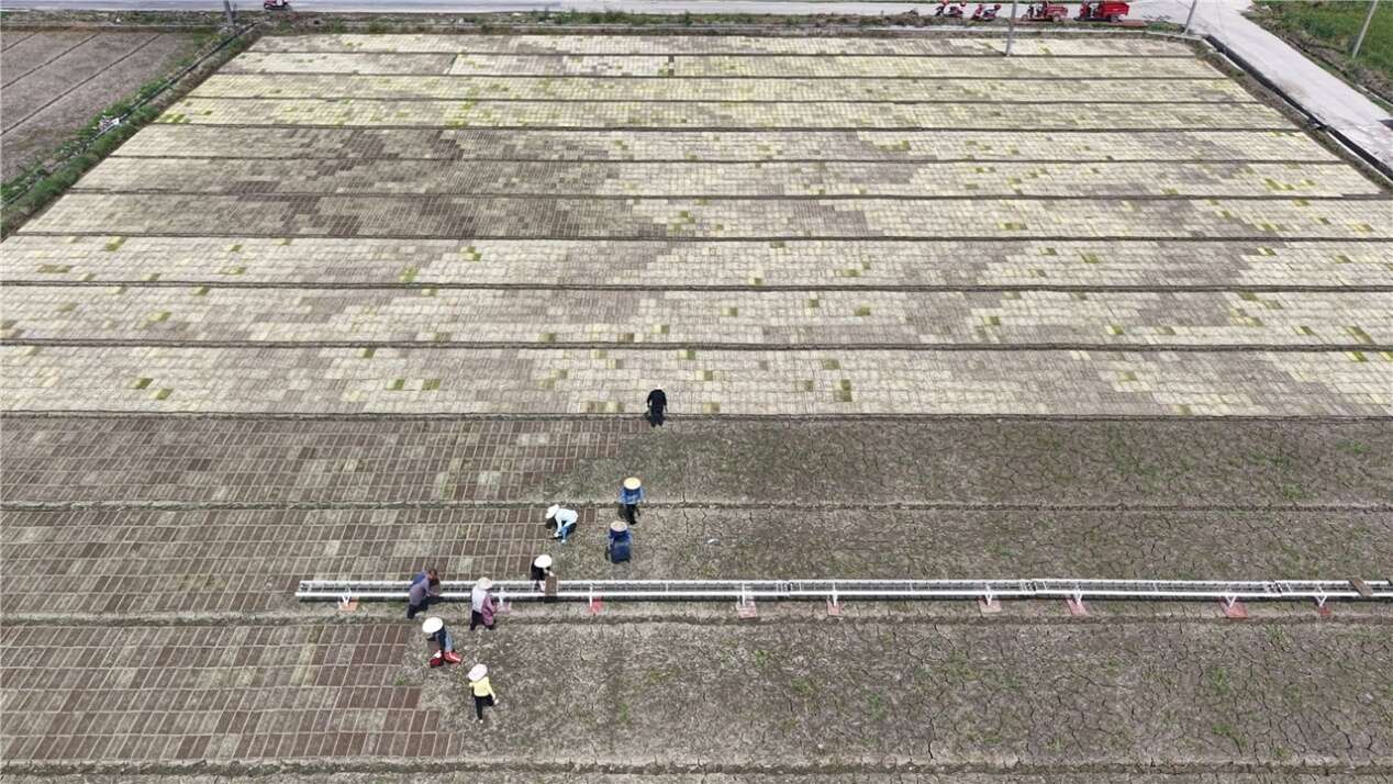 文档图片