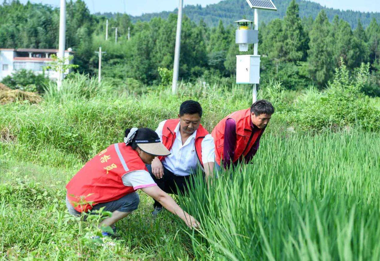 文档图片