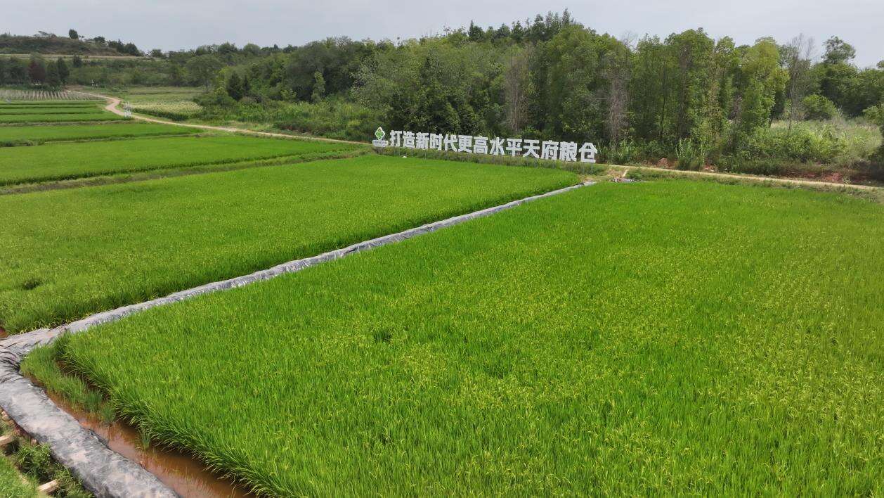文档图片