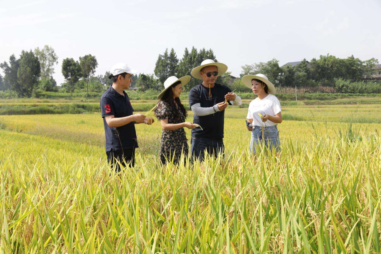 文档图片