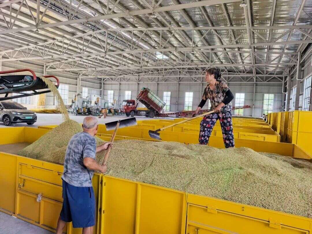 文档图片